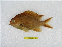 藏品(斑鰭光鰓雀鯛)的圖片